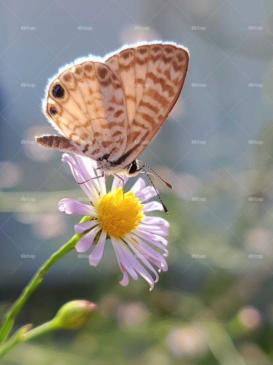 Cassie Blue Butterfly