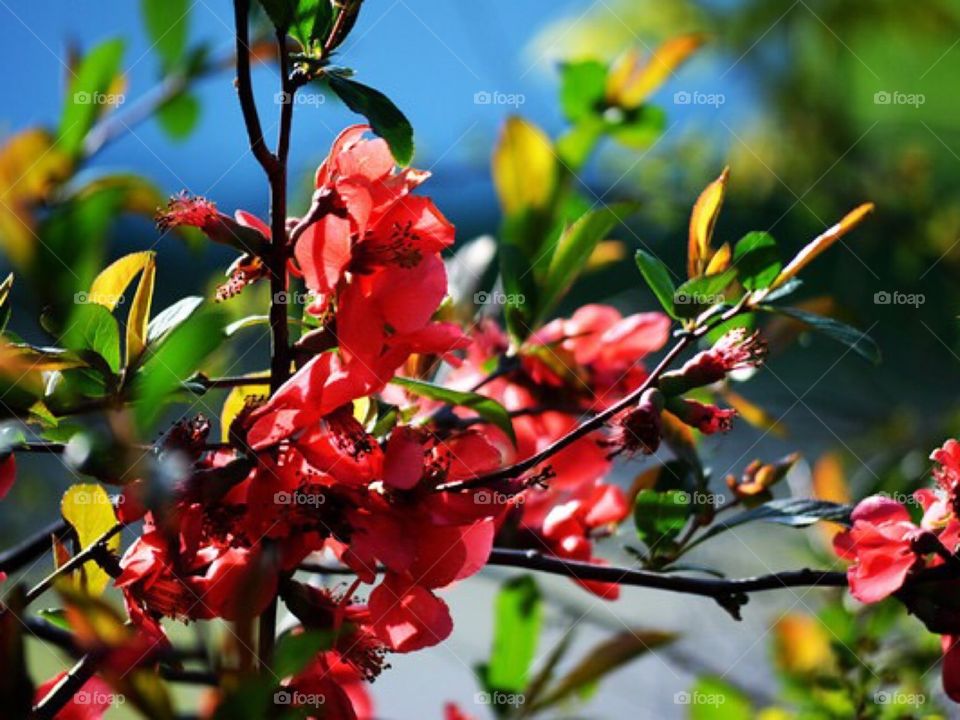 Crabapple tree in bloom 