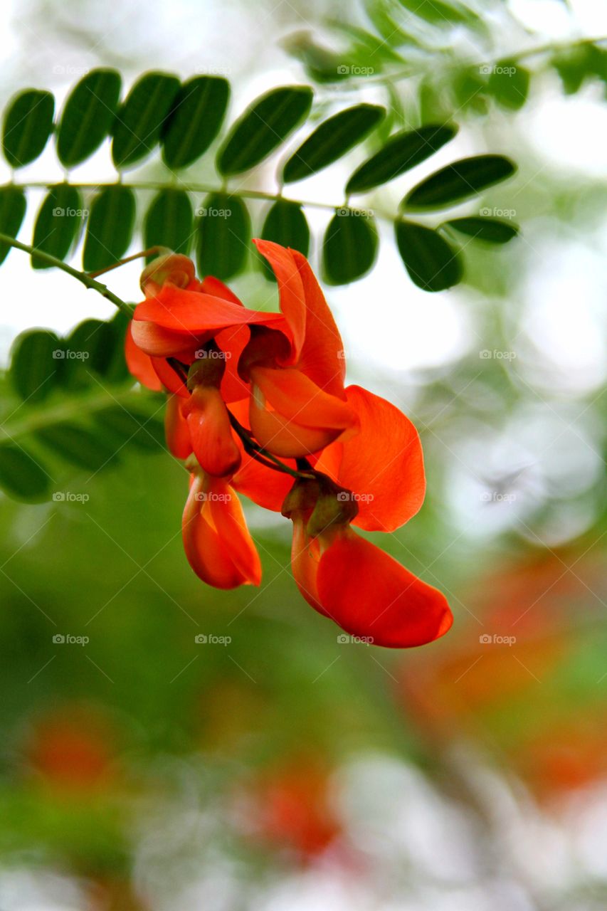 red flowers in b