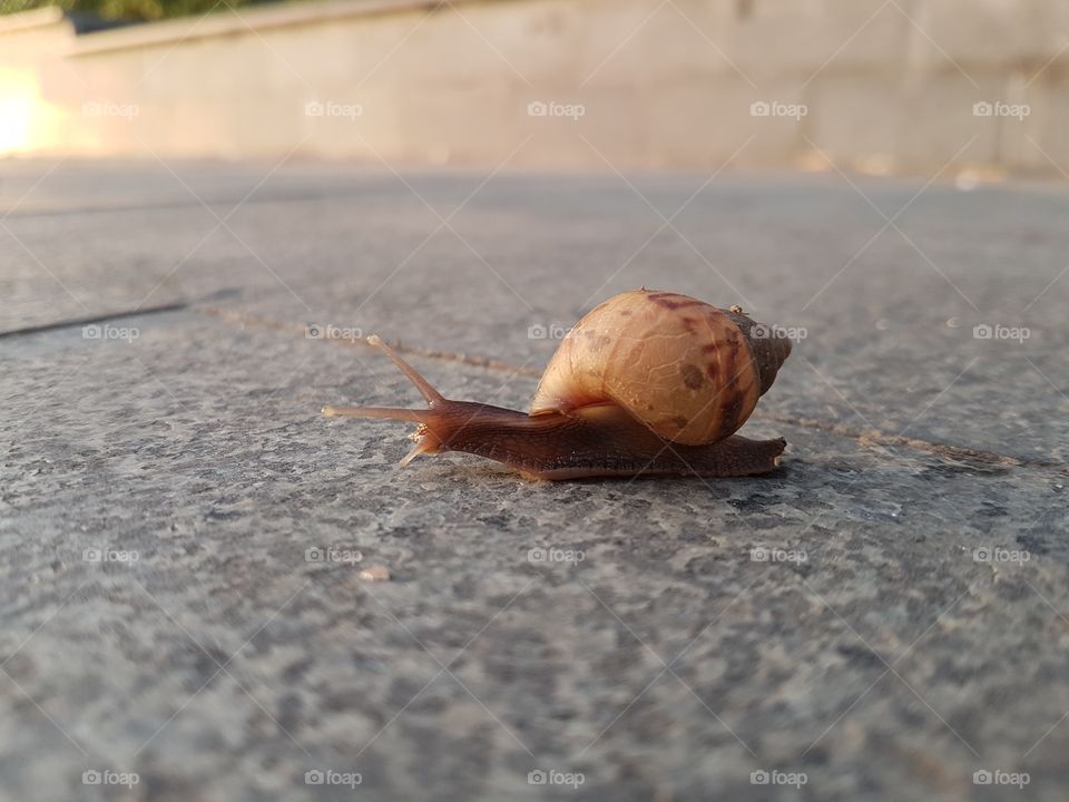 No Person, Snail, Slow, Gastropod, Shellfish