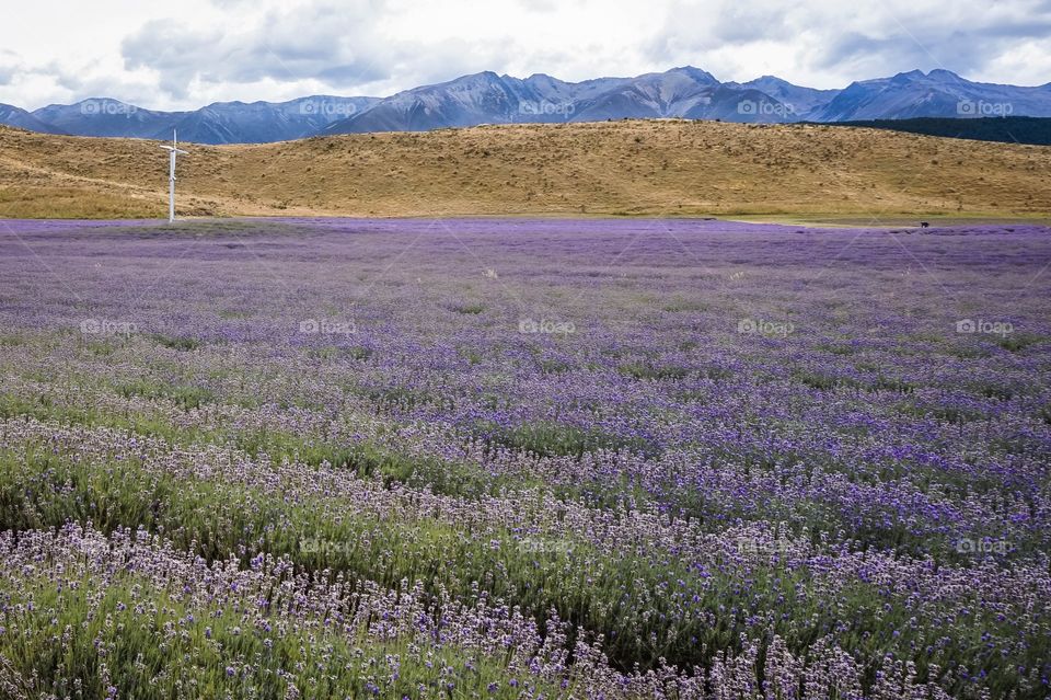 Solo wind turbine in a lavender field in the beautiful Mackenzie region of the South Island, New Zealand 