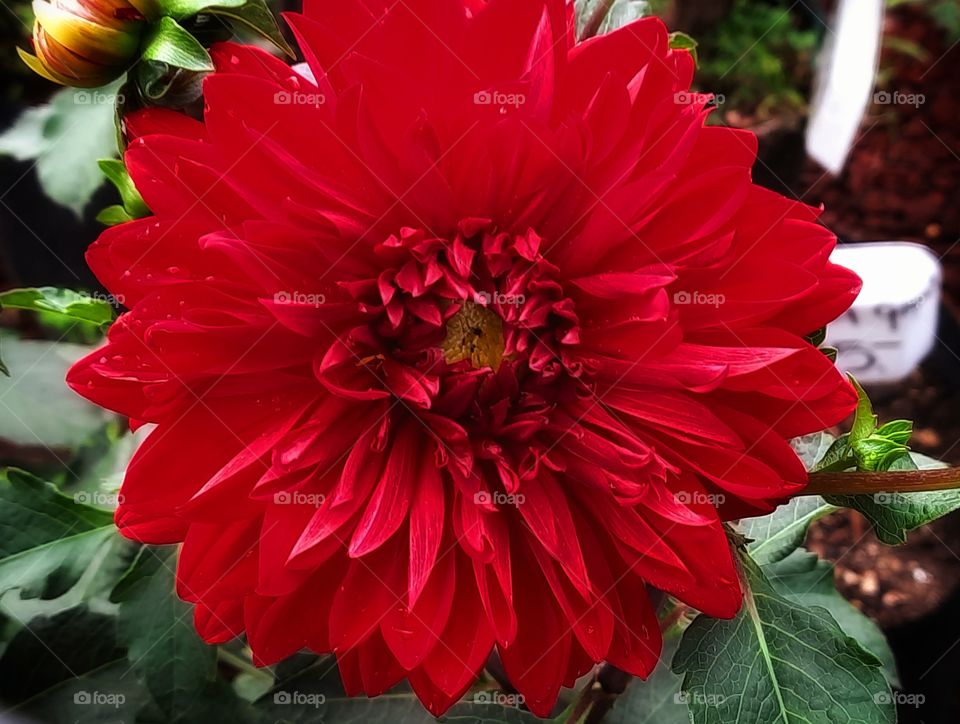 Red flower, red, flower,floral,nature,plant,daisy,colorful,garden,gardening,spring