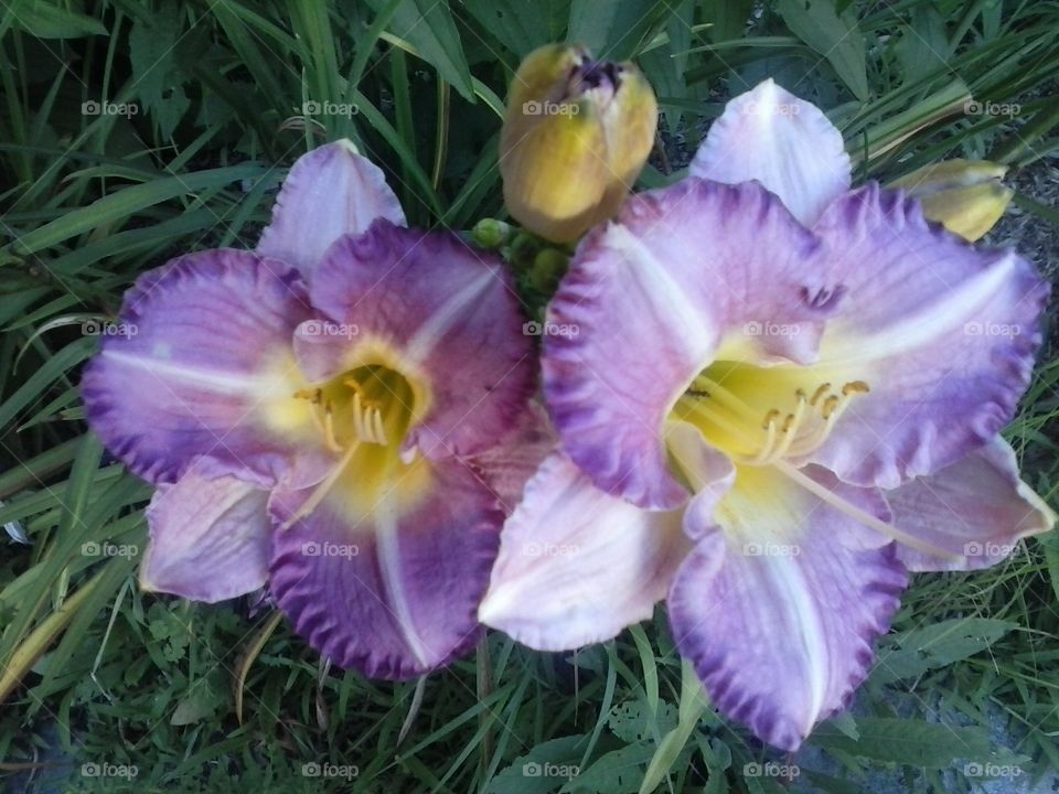 Purple Day Lillies
