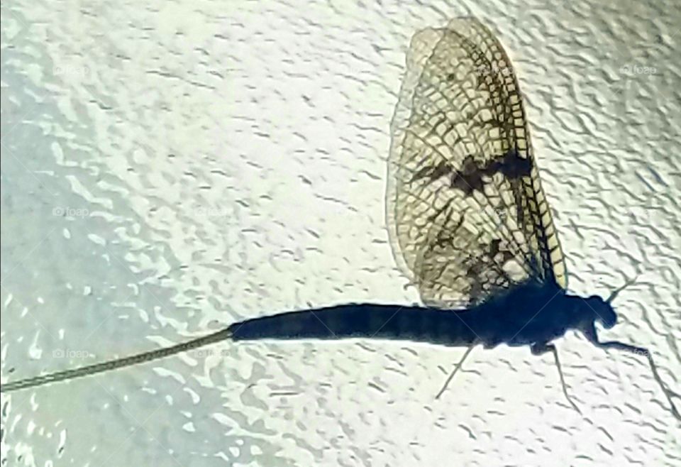 A mayfly.