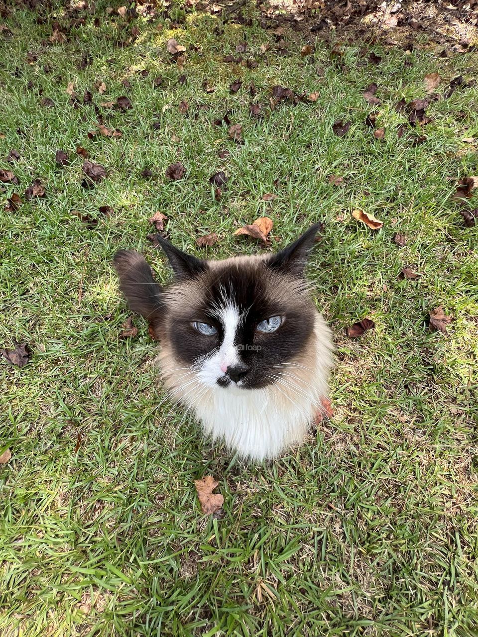 Cat looking up at you