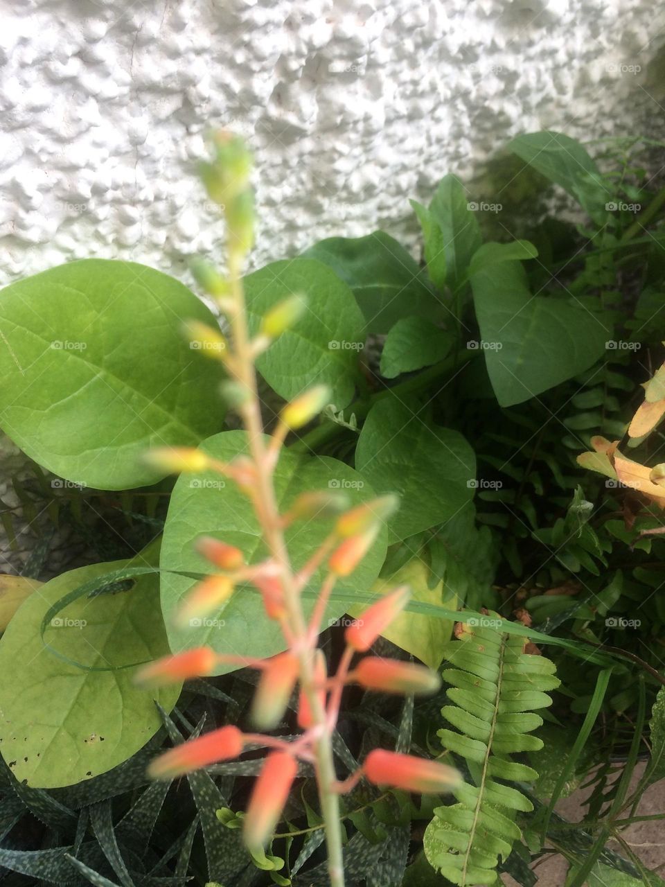 Variegated Bloom In Spring