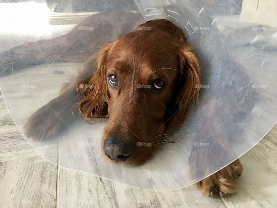 Look what she has made me wear ?!?! Poor Quinn had a thorn stuck in his paw and keeps nibbling it so has to wear this collar but he has long back legs and can still reach his mouth 😂