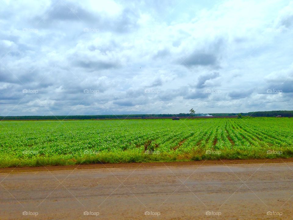 Beautiful field in Kompong Thom province in Cambodia