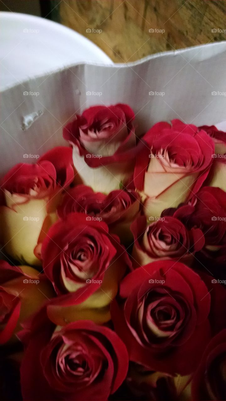 Two toned roses, red, yellow