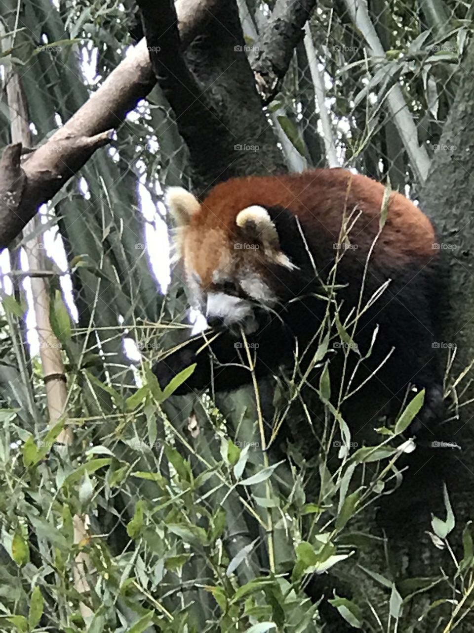 Red panda natural habitat cane bamboo