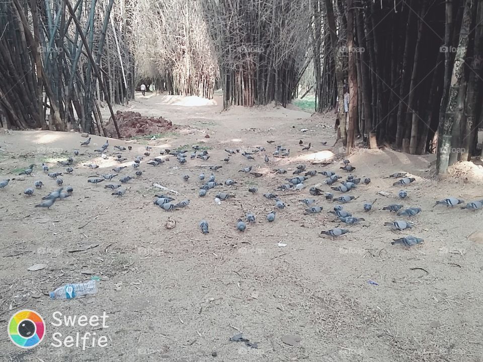 Bengaluru Cubbon Park