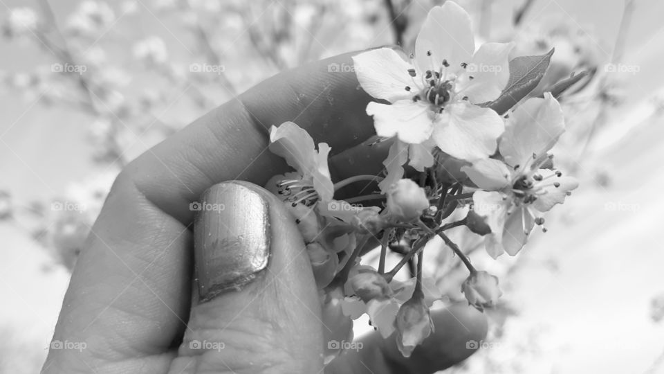 Blossoms in Black and White