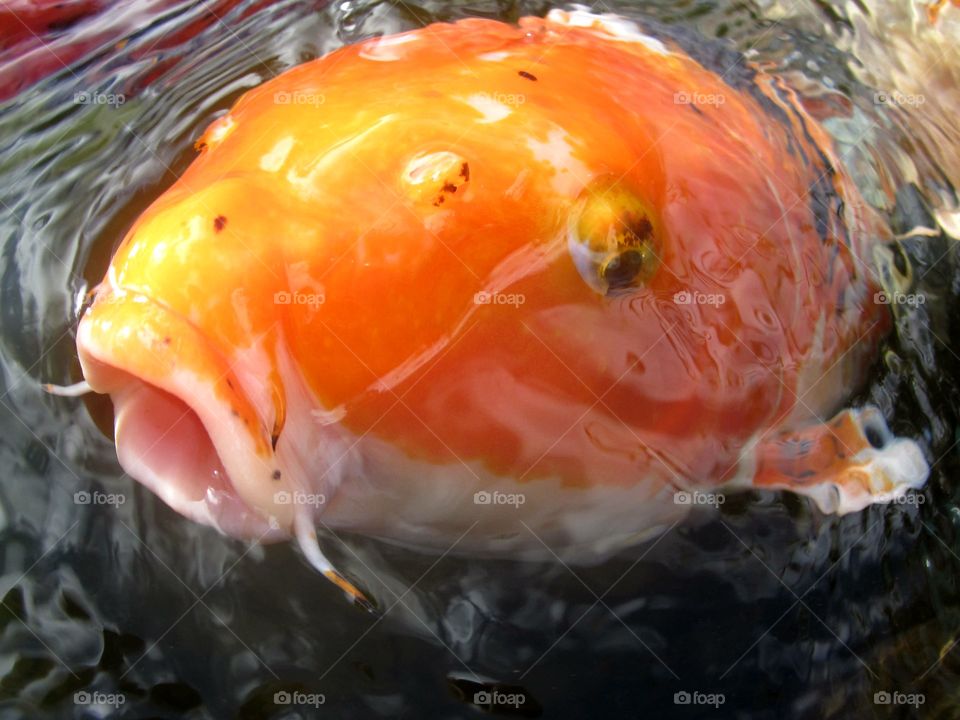 Gorgeous Koi fish