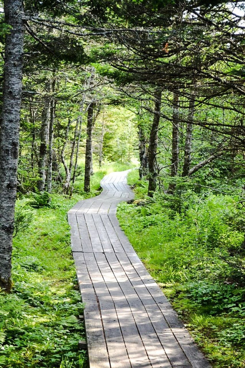 The Boardwalk in the Forest