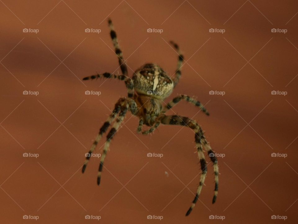Enormous cross spider and Orange background