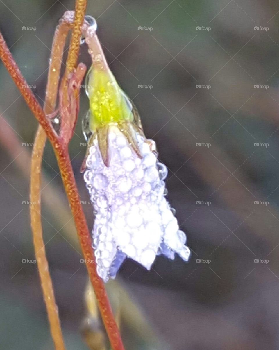 dew on wildflower