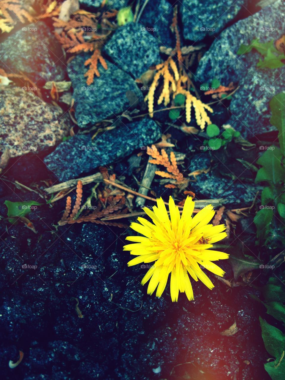 Dandelion