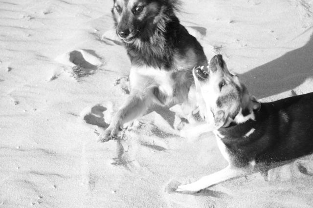 Cuban dogs having fun on the beach