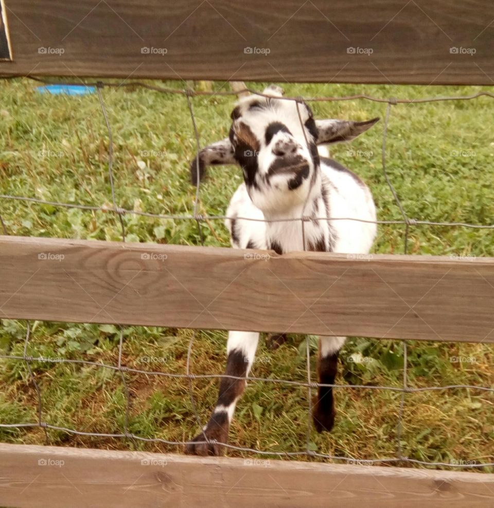 Goat 'Feed Me' Face
