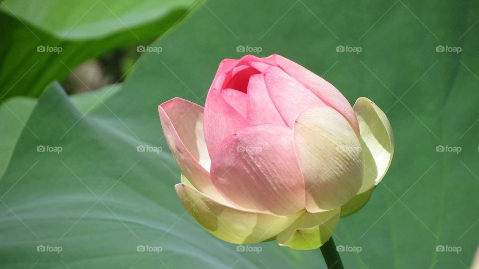 Lotus, Flower, Leaf, Sacred, Flora