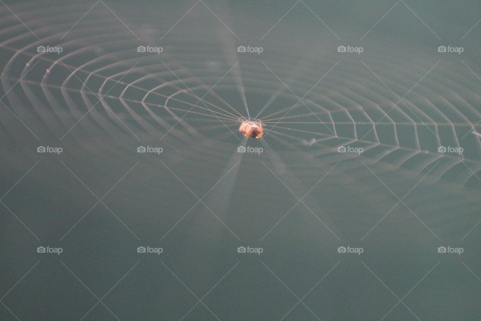 spider web