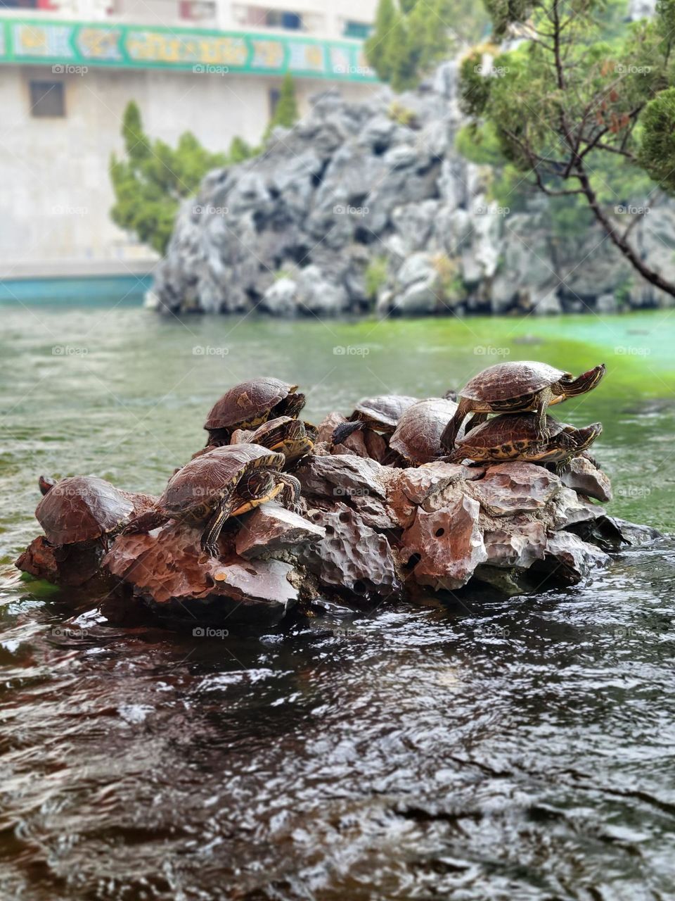 Turtles at Hong Kong Yuen Yuen Institute