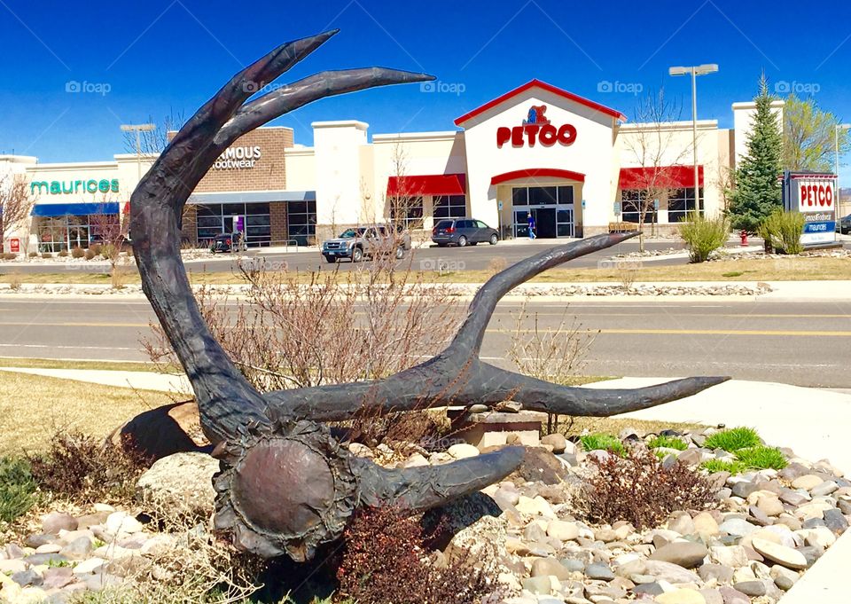 Close up giant antler art