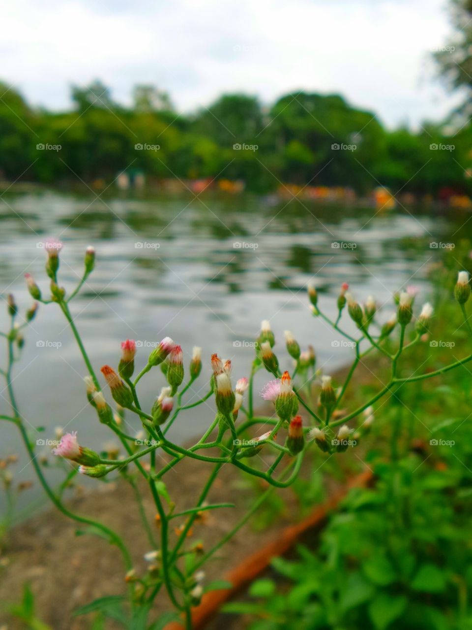 Grass flower