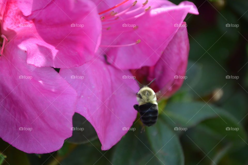 Bee