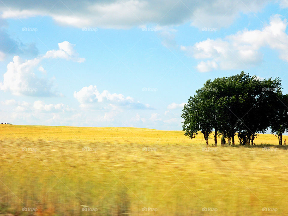 The field, the sky