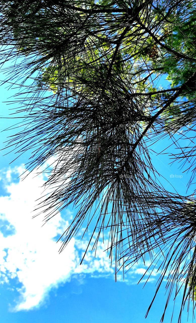 blue sky and lots of sun today 70 degrees. tonight cold and windy😱