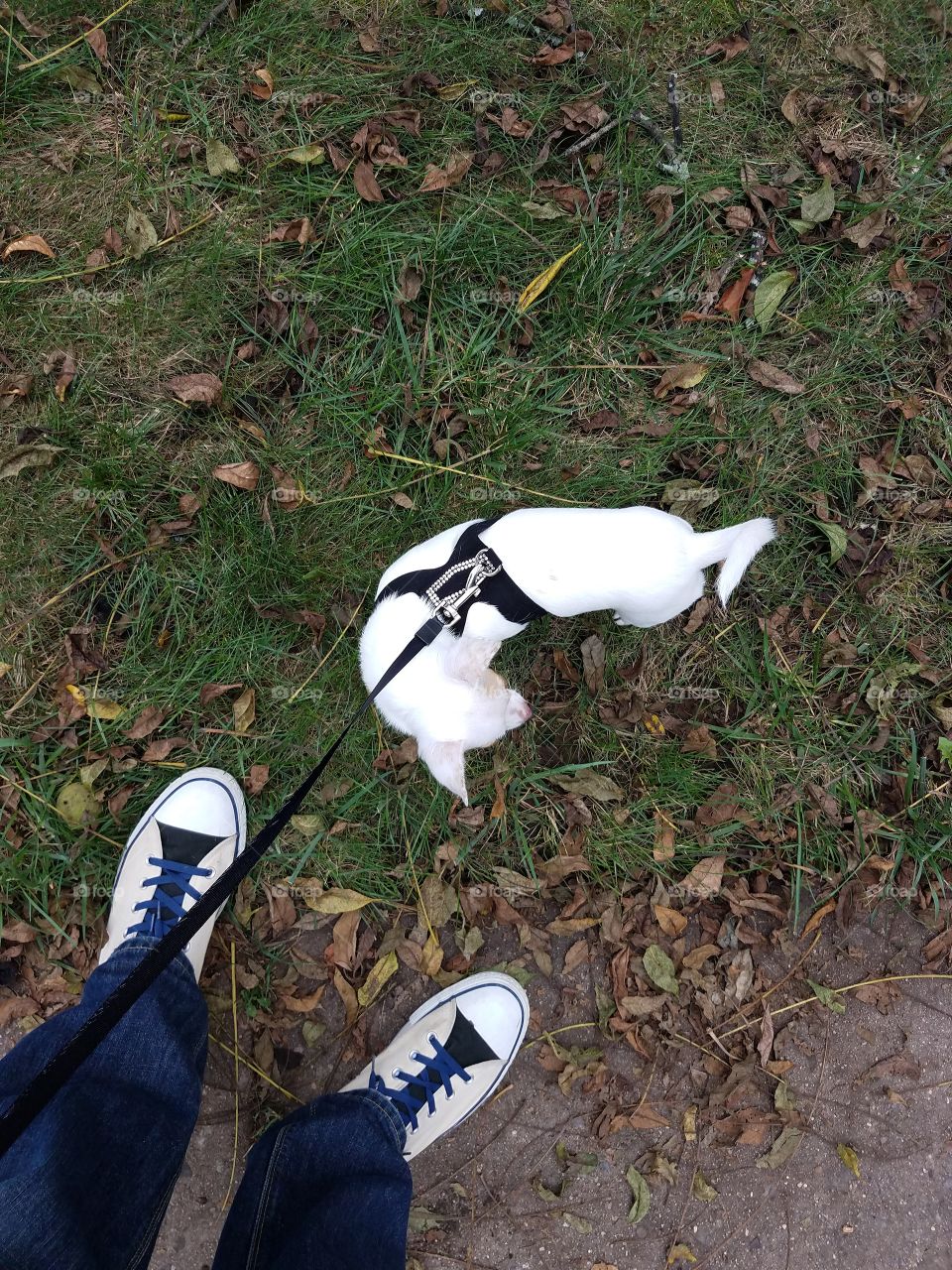 Chickie goes for a walk