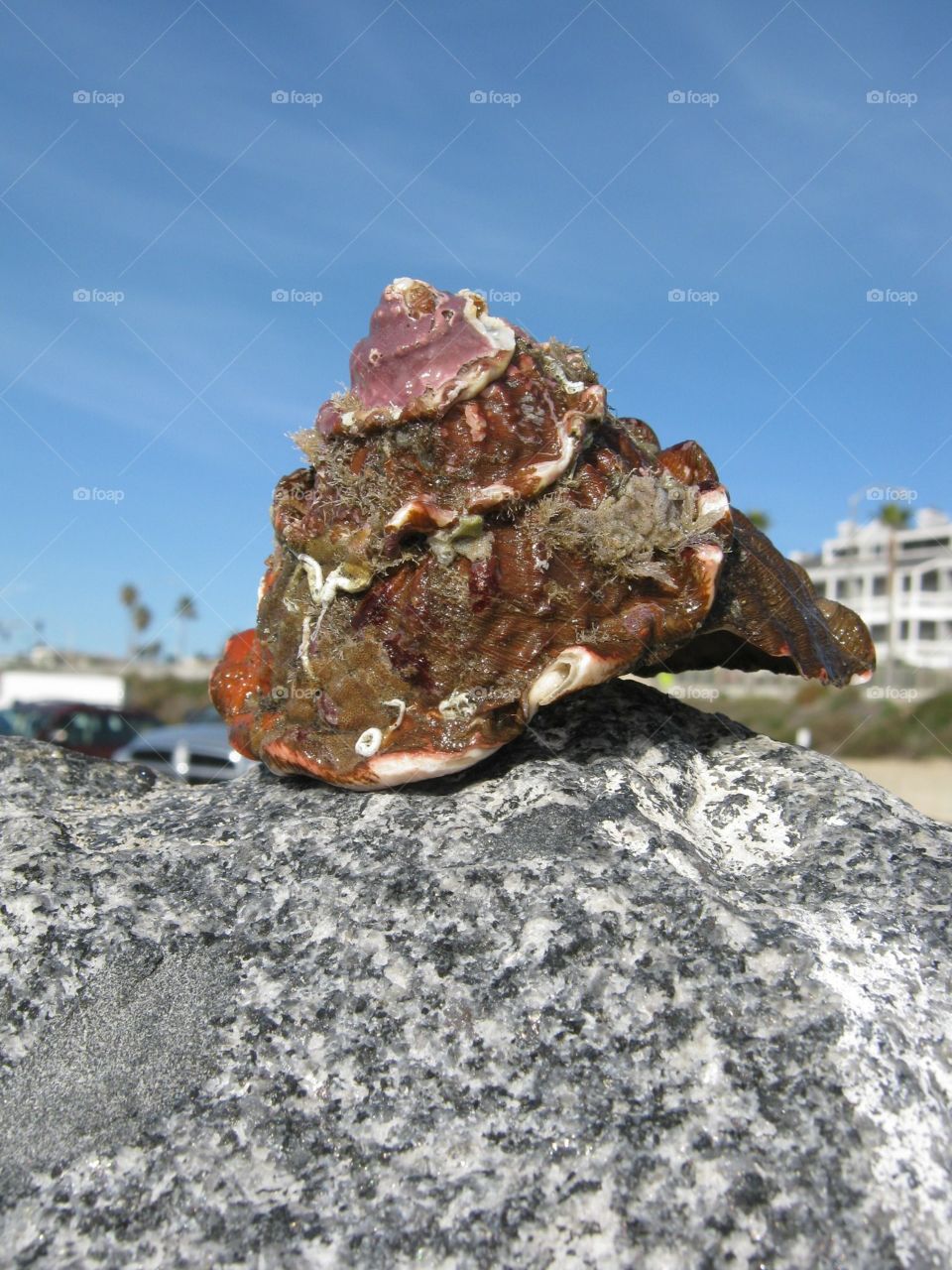 Big seashell on a rock 