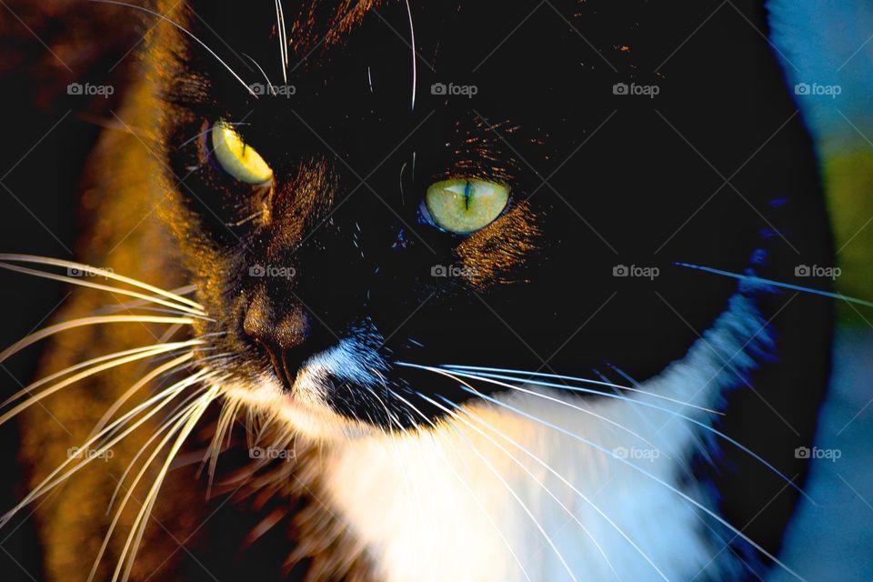 closeup of a black cat in the morning light