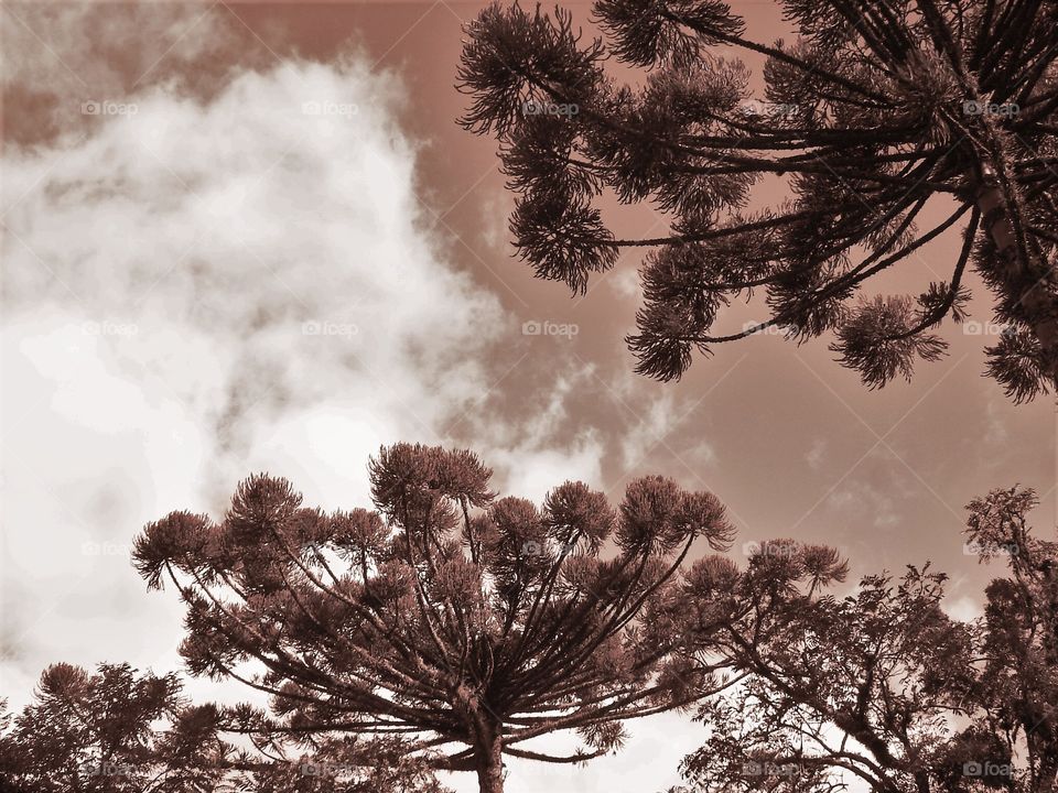 Pines. / Pinheiros.