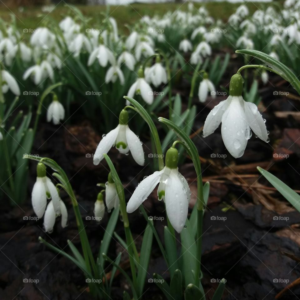 snowdrop flowers