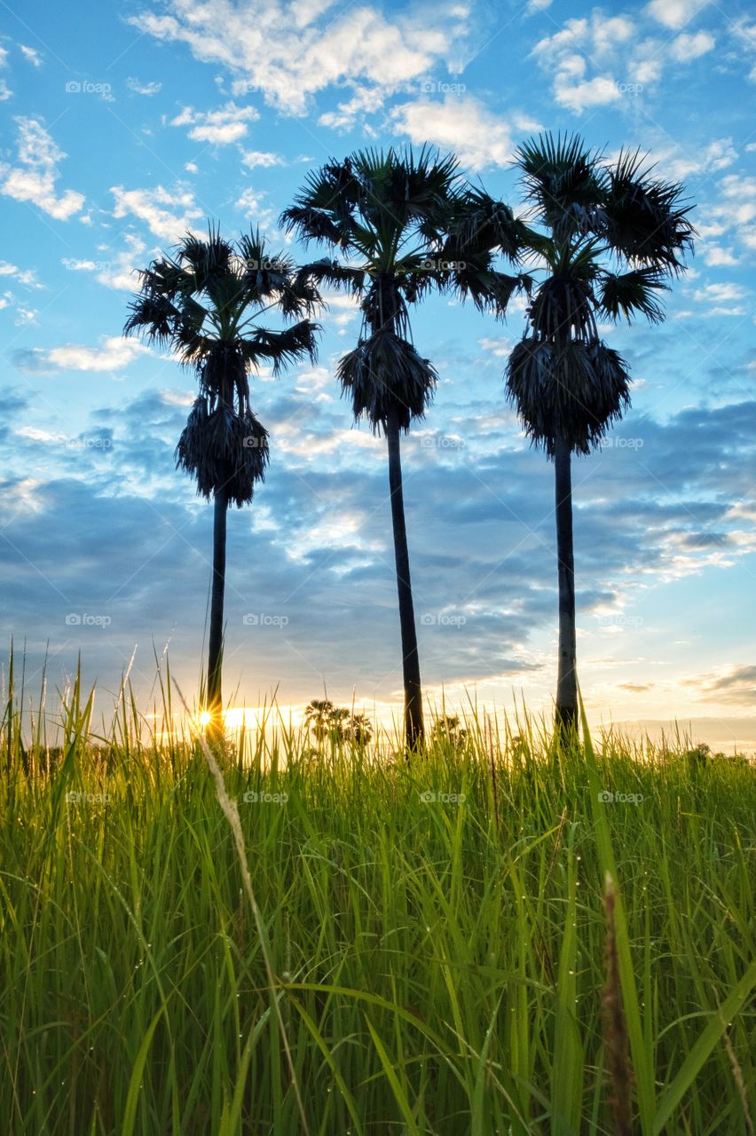 Sunrise behind silhouette of sugar palm in countryside of Thailand