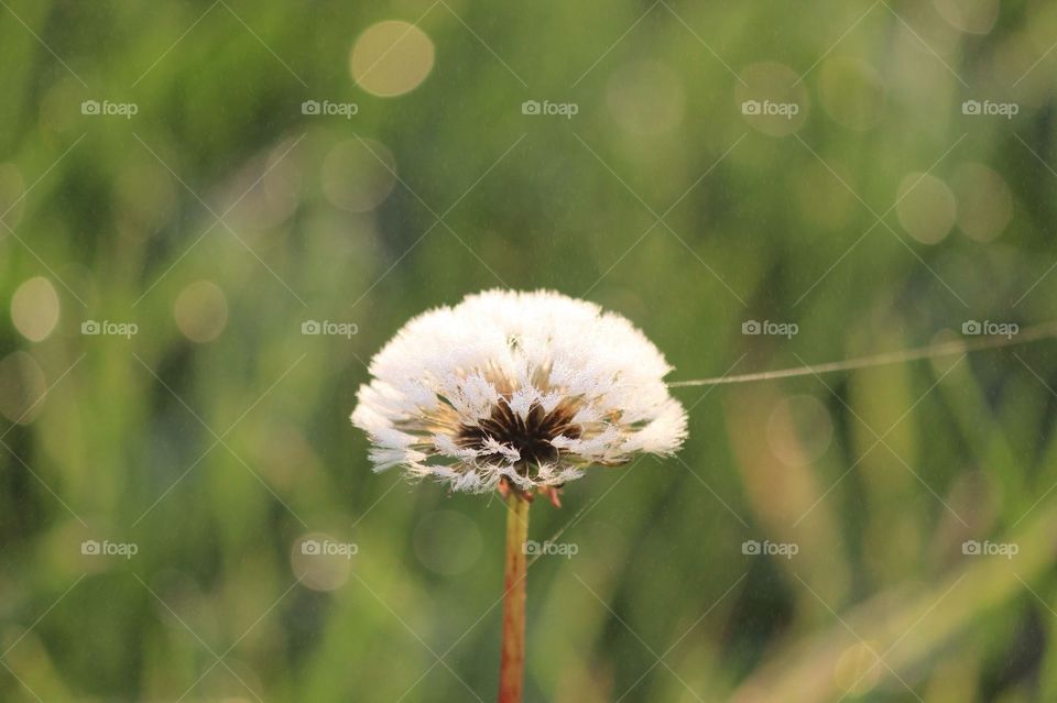 dandelion