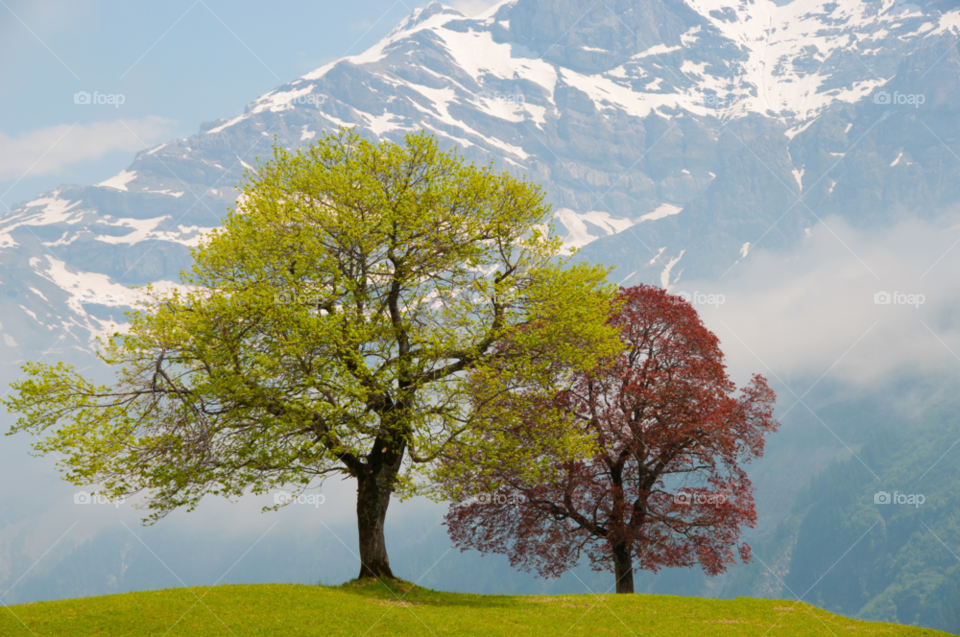 Trees on grassy hill against snowy mountain