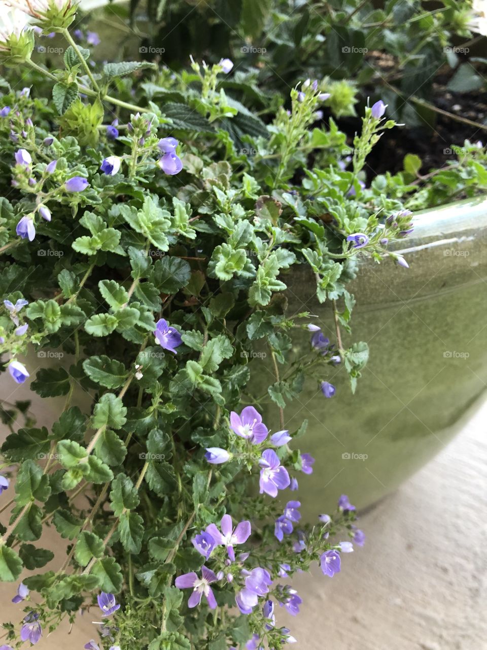 Container gardening with trailing plants and purple flowers