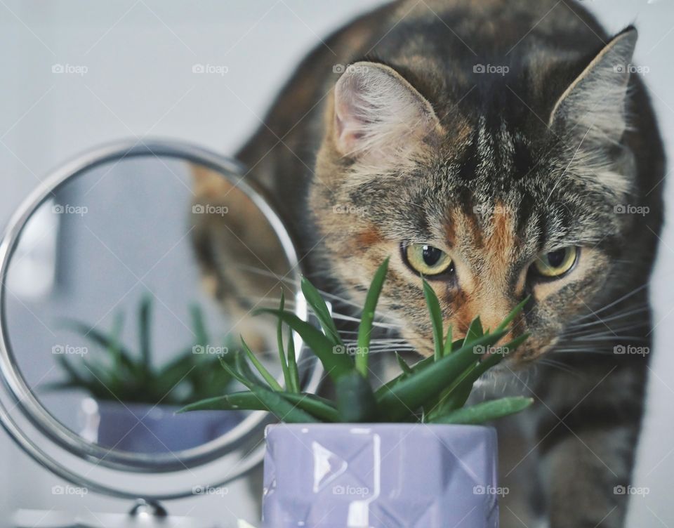 Cat sniffing succulent plant