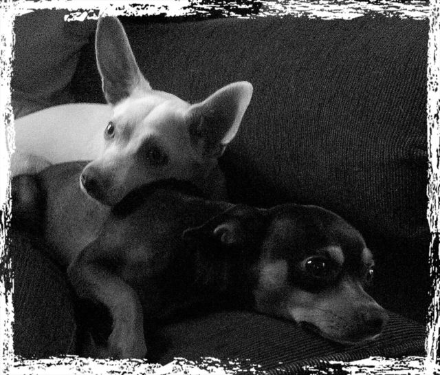Doggy Love