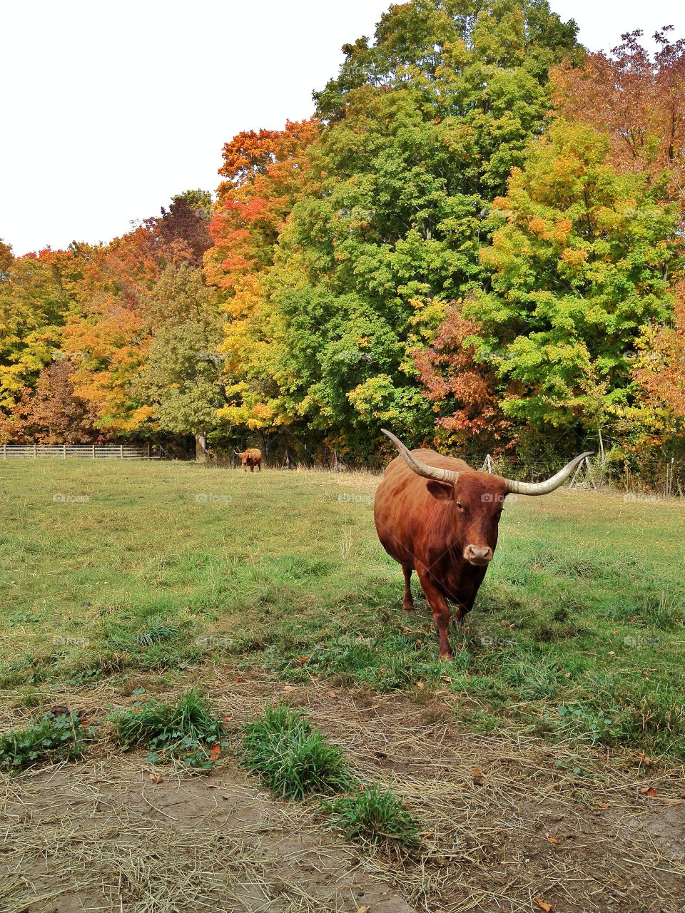 green yellow nature red by somebeach