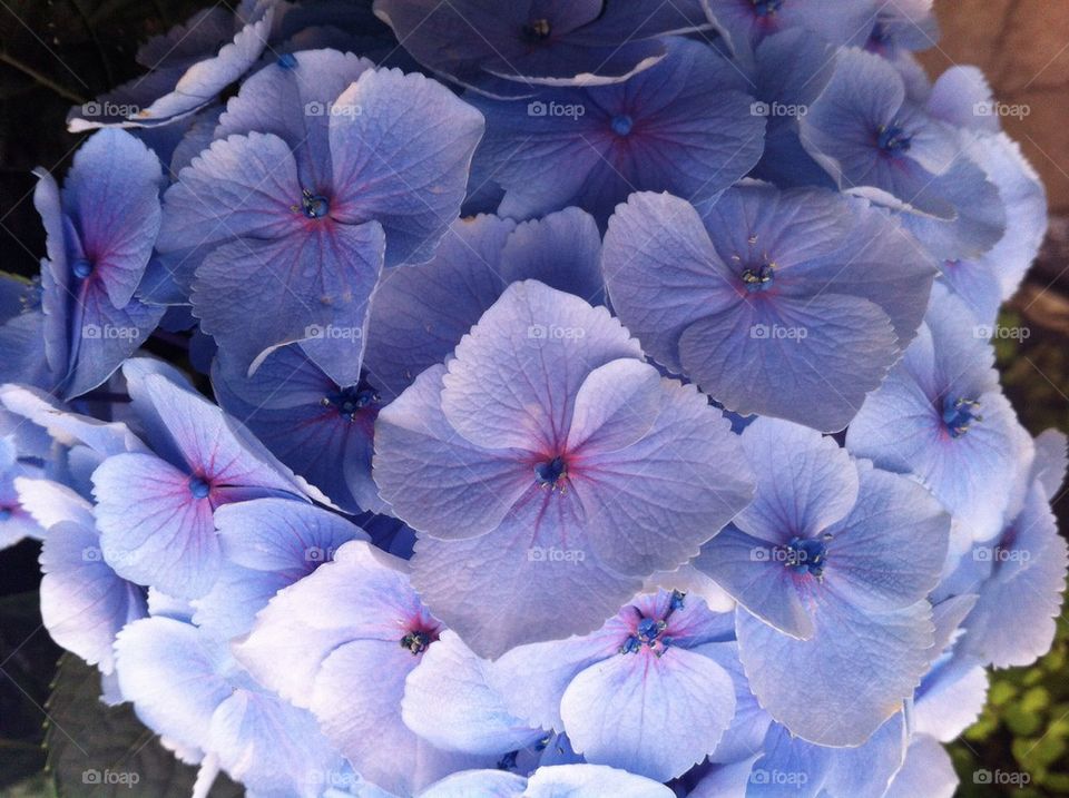 Hydrangea