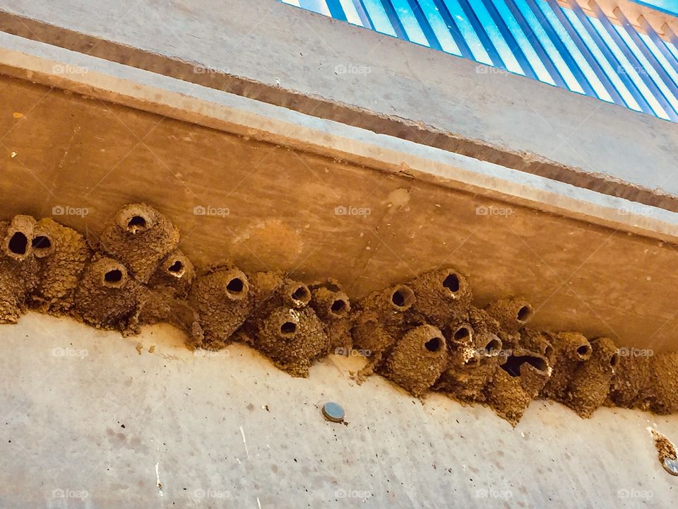 Swallow birds nests under a bridge 