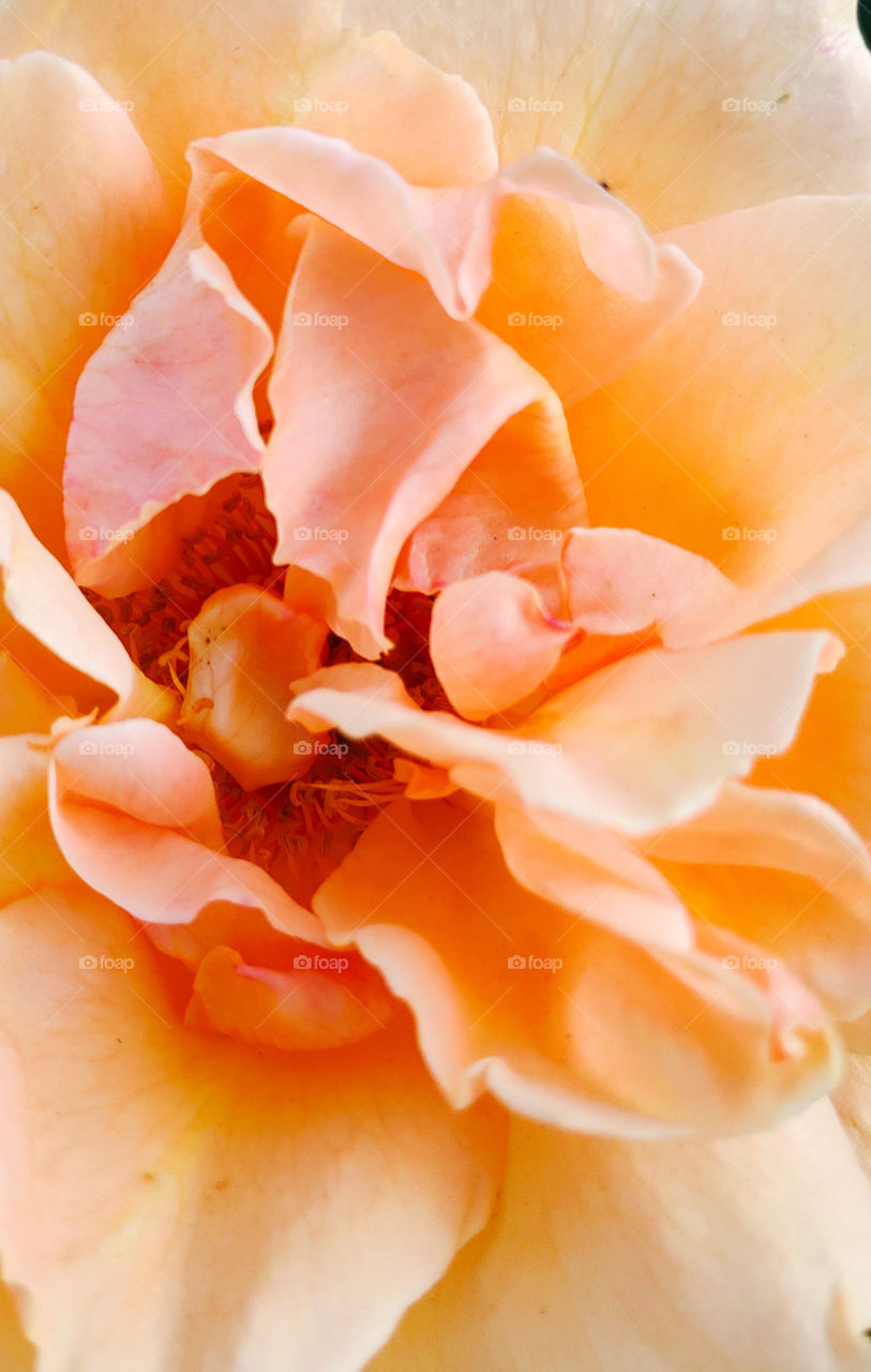 rose. texture