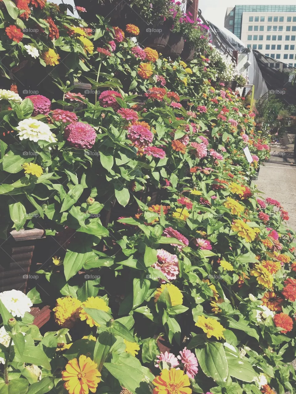 Flowers