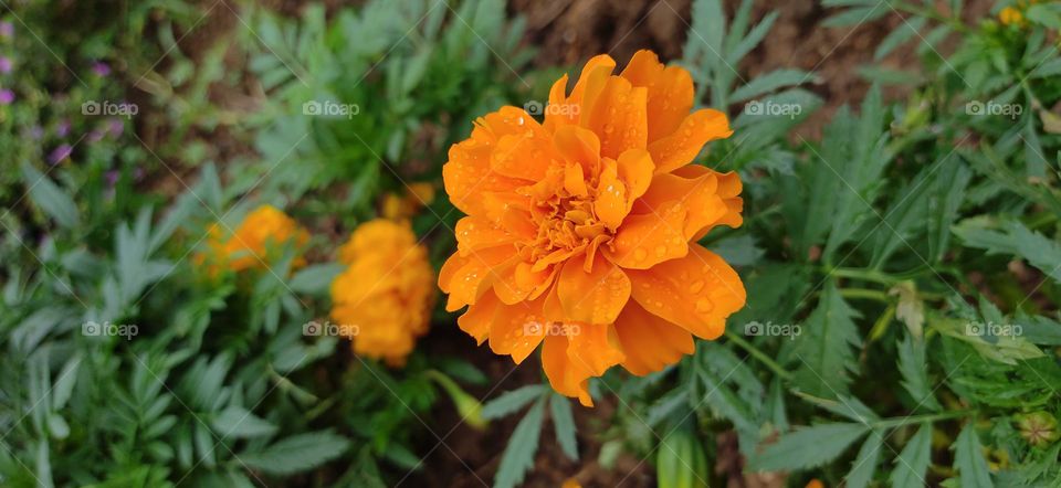 orange flower with water