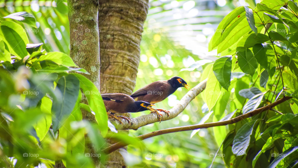 birds mating season
