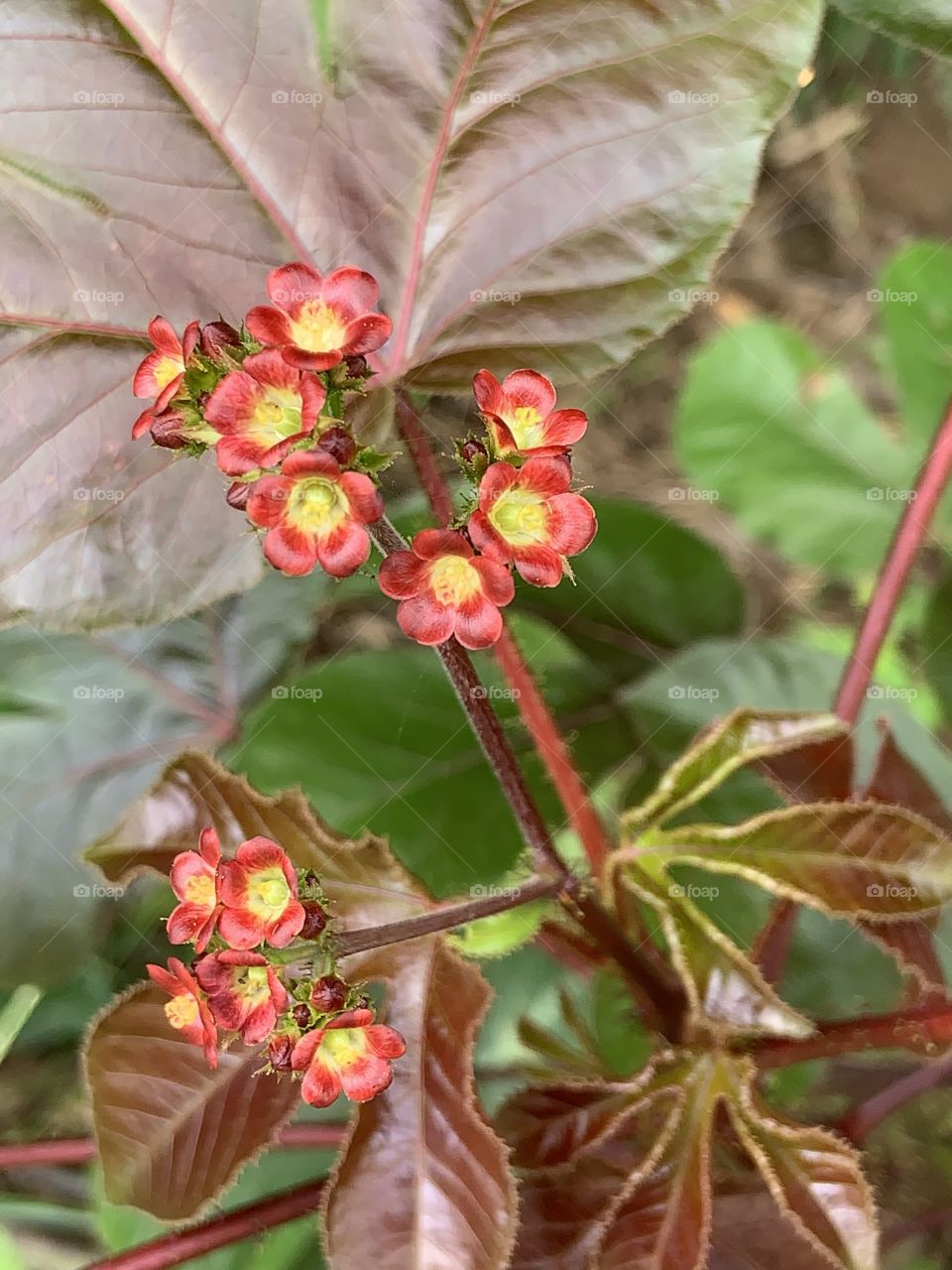 Portrait of a plant .